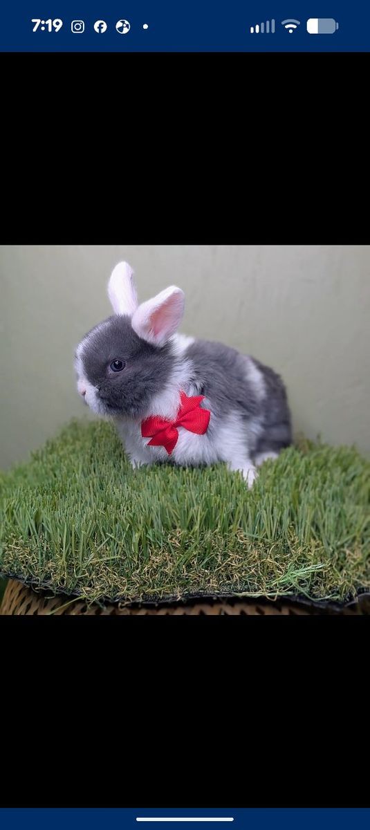 sweet tempered pure Holland lop buck