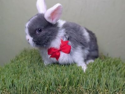 sweet tempered pure Holland lop buck