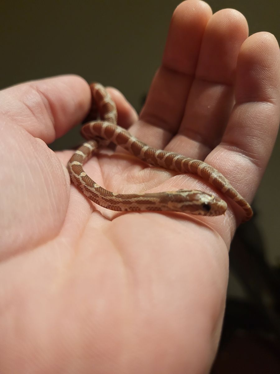 Cornsnake Hatchling