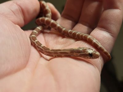 Cornsnake Hatchling