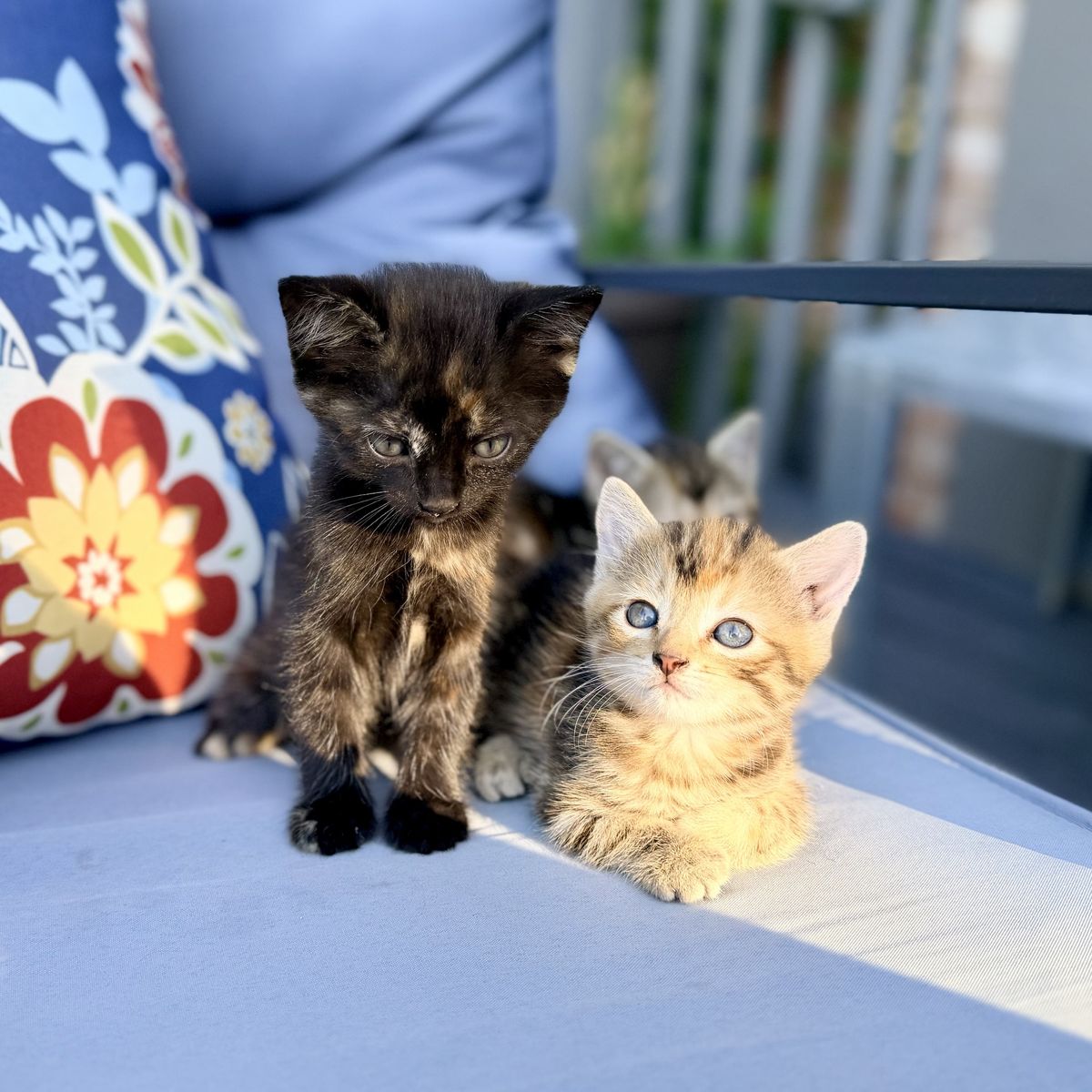 Adorable little kittens! Calico/tortoise shell, orange, striped