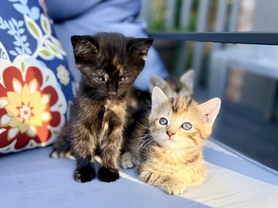 Adorable little kittens! Calico/tortoise shell, orange, striped