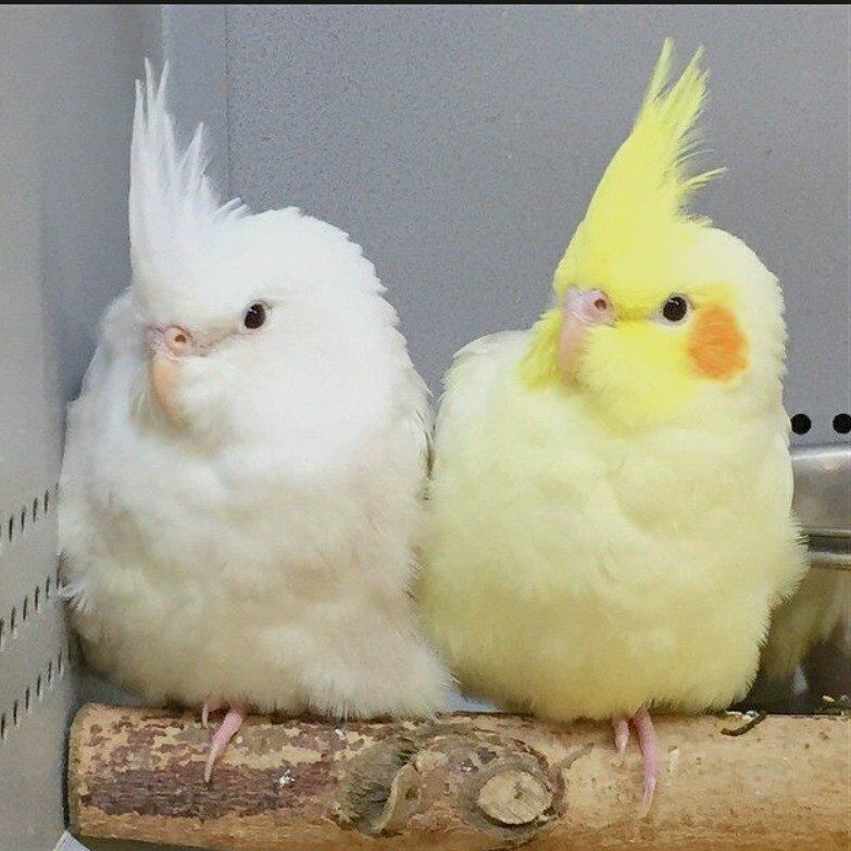 DO YOU HAVE A COCKATIEL FOR MY GRANDSON?