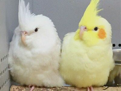 DO YOU HAVE A COCKATIEL FOR MY GRANDSON?