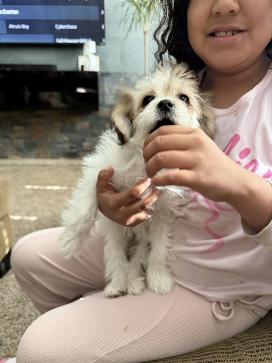 Puppies