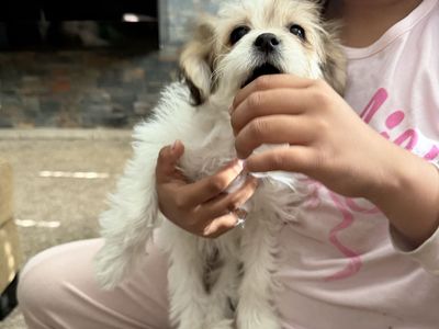 Puppies