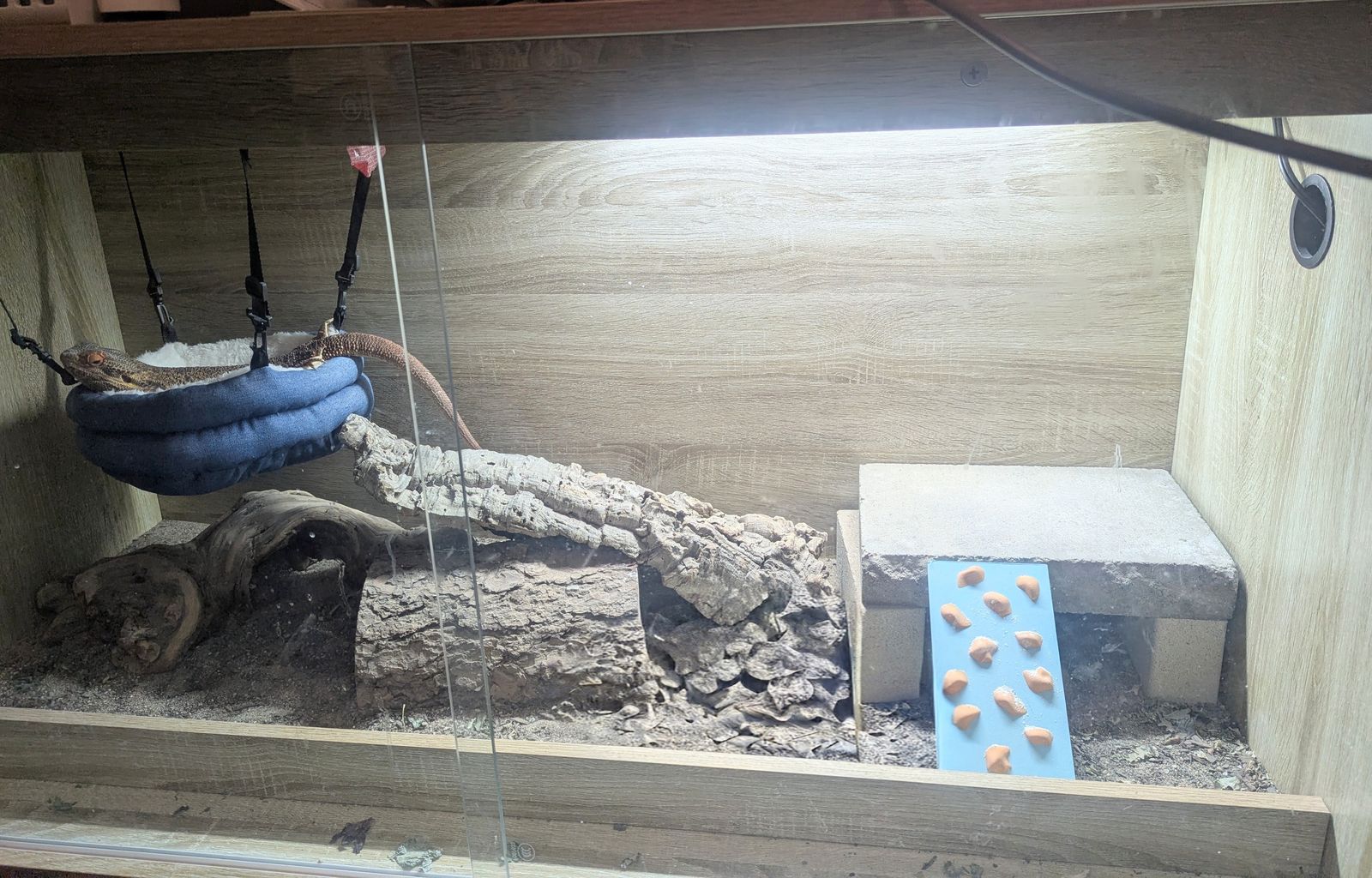 Bearded dragon with all needed supplies