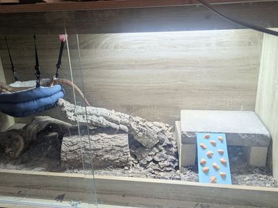 Bearded dragon with all needed supplies