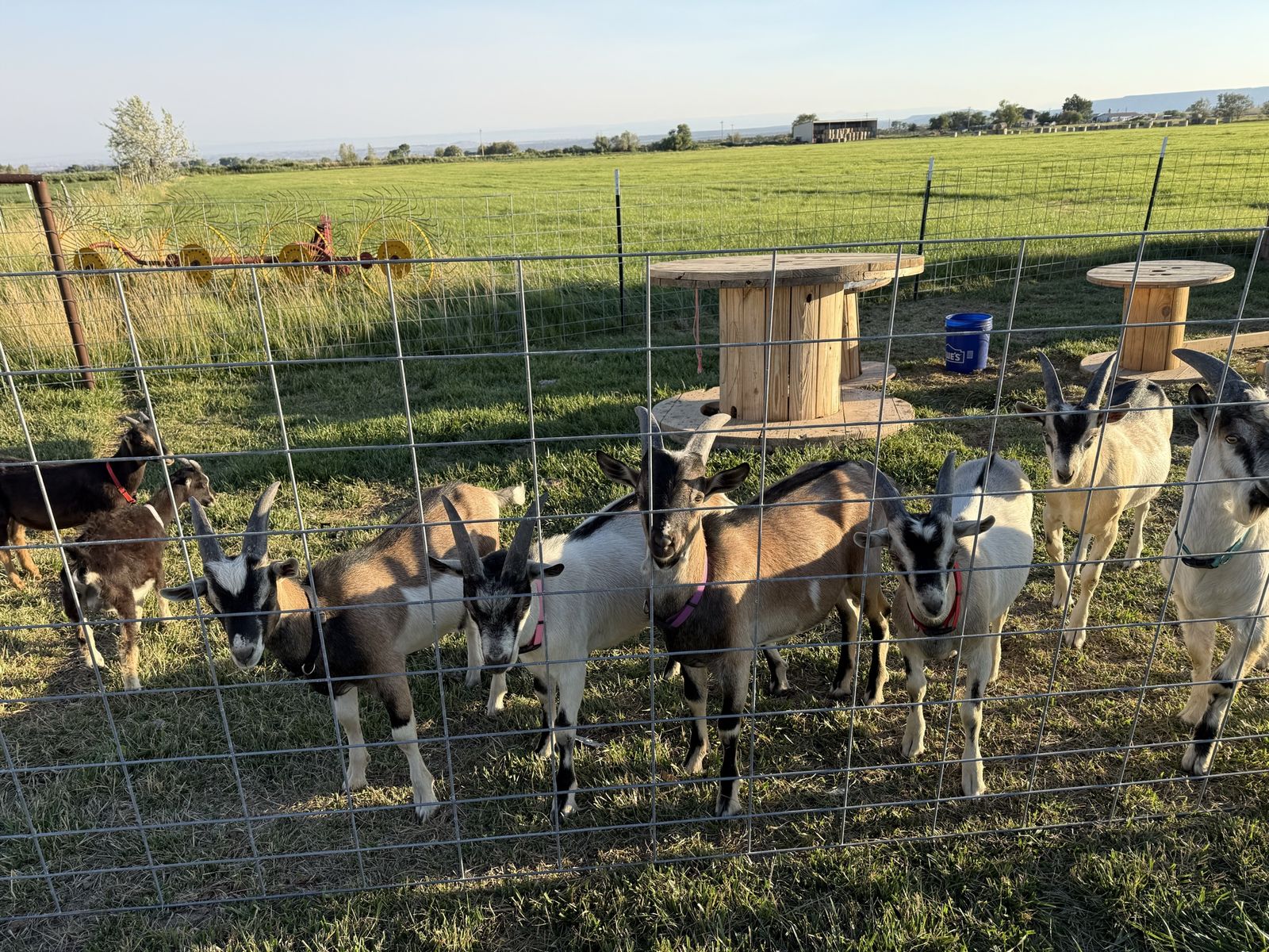 Alpine bucklings/ Pack goats Prospects