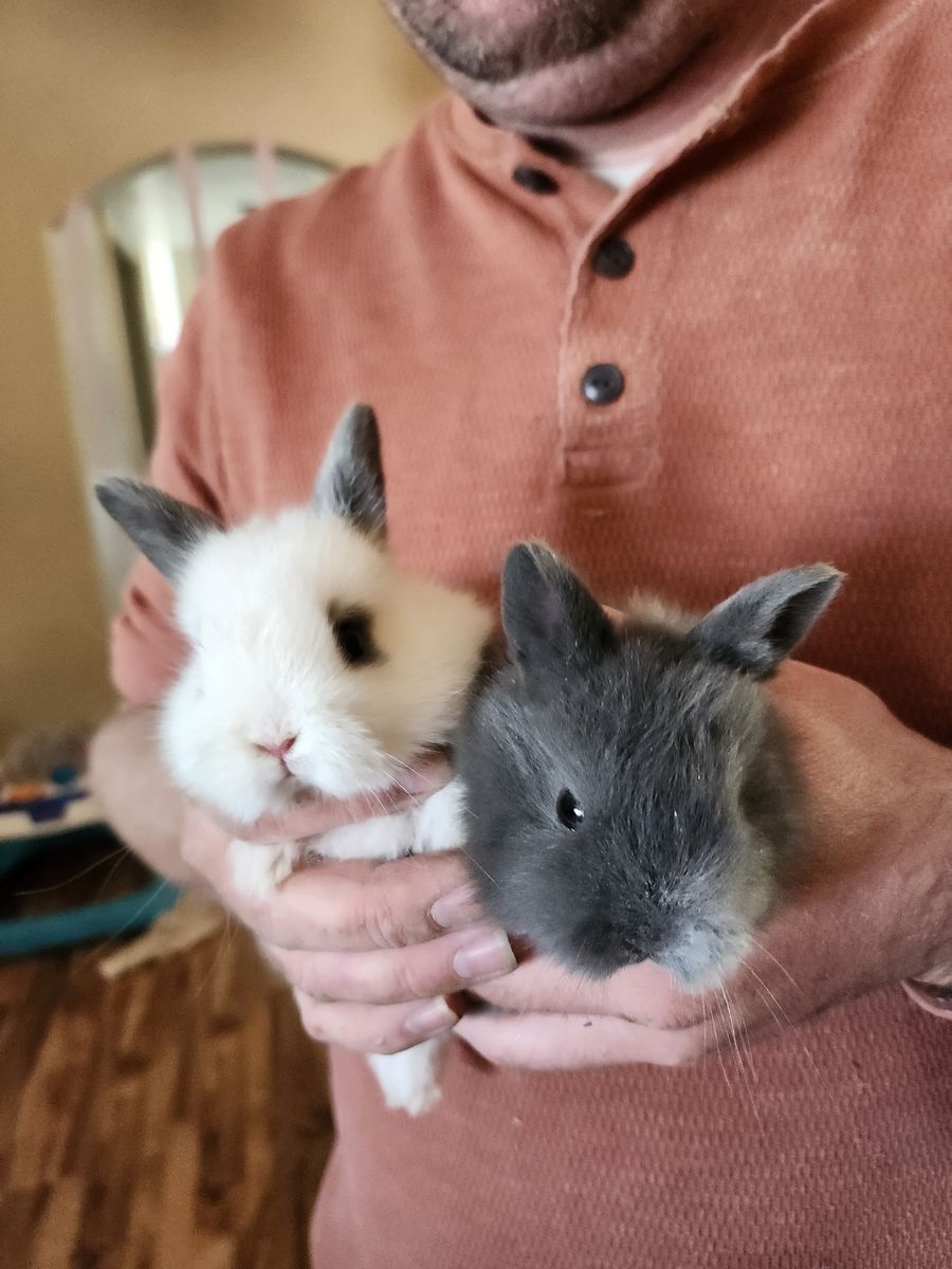 Baby bunnies
