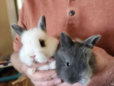 Baby bunnies