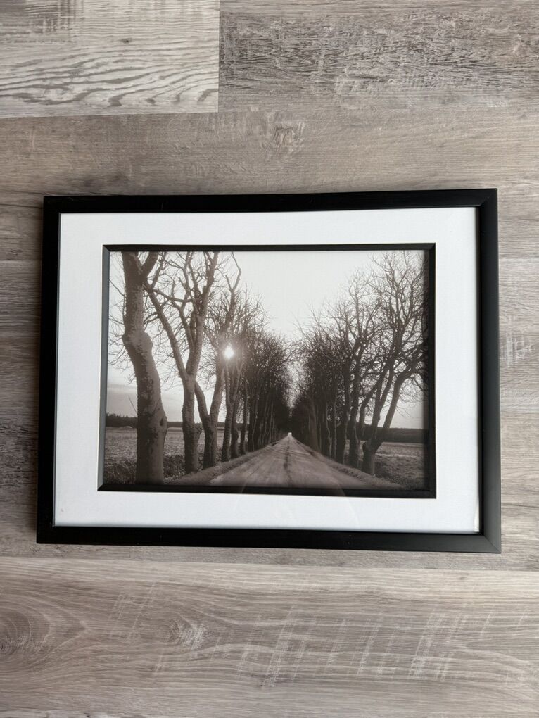 Framed And Matted Tree Picture