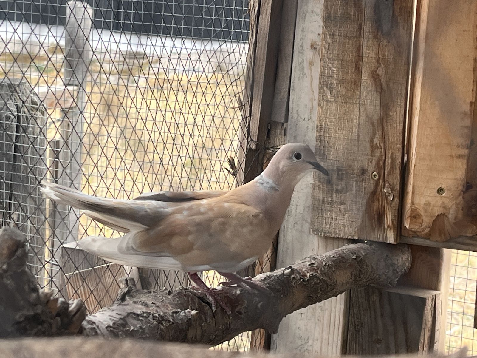 Barbary Dove Pair