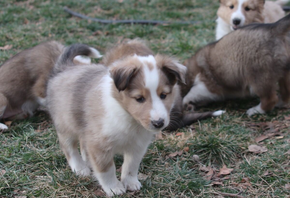 Sheltie puppies AKC Shetland Sheepdog March 6
