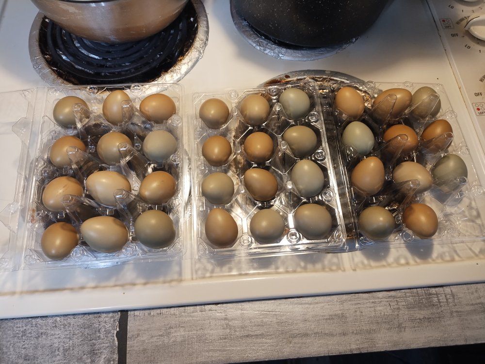 Ringneck Pheasant Hatching Eggs