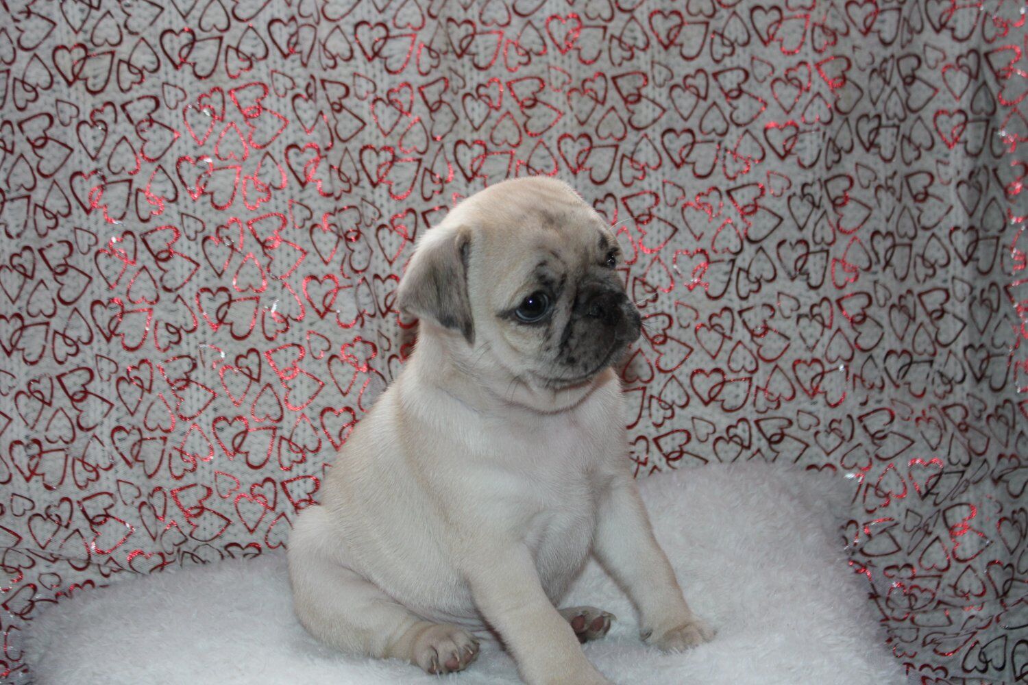 Stunning ️RARE COLOR️ PUGS ** PLEASE READ AD