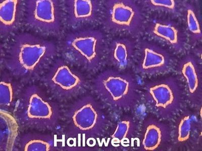 FRIDAY FLASH SALE ON CORAL