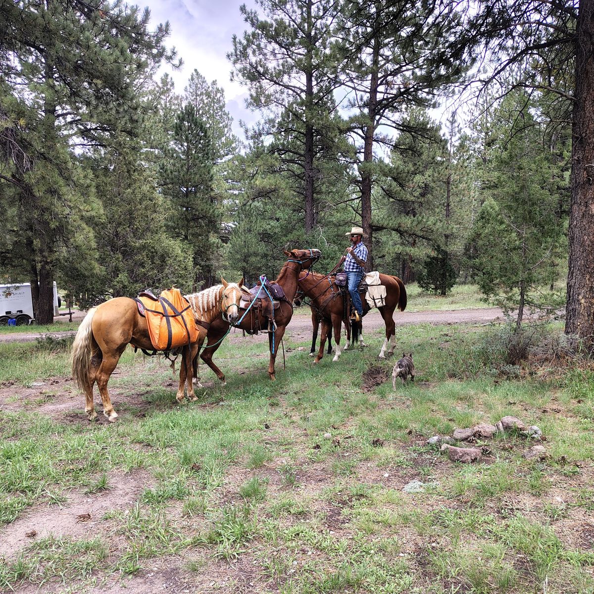 Palomino gelding rides/ packs