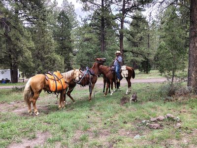 Palomino gelding rides/ packs