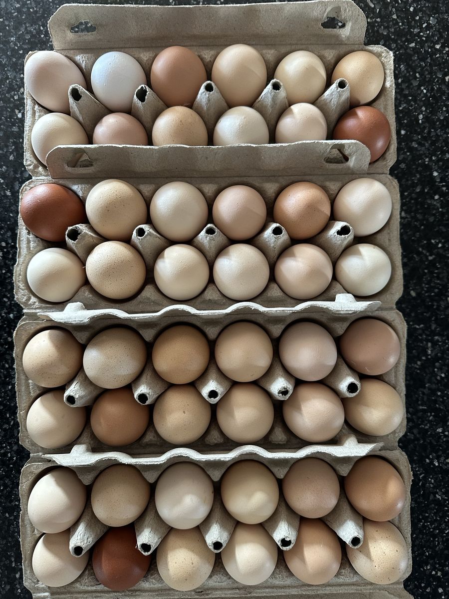 Chicken eggs -  Large to Extra Large - Free range chickens