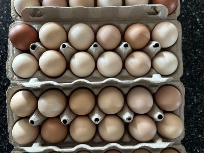 Chicken eggs - Large to Extra Large - Free range chickens