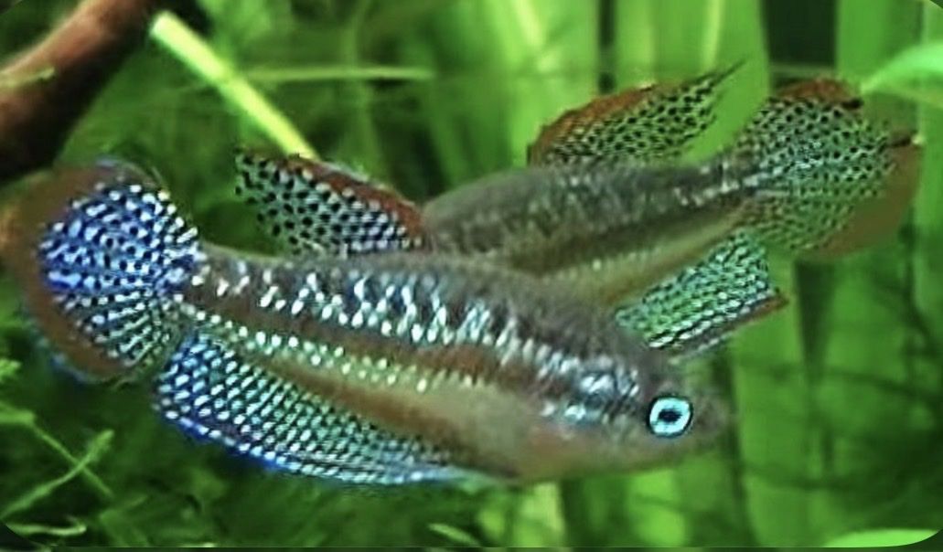 Sparklimg Gourami Breeding Group