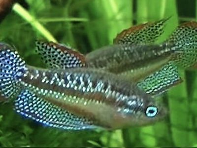 Sparklimg Gourami Breeding Group