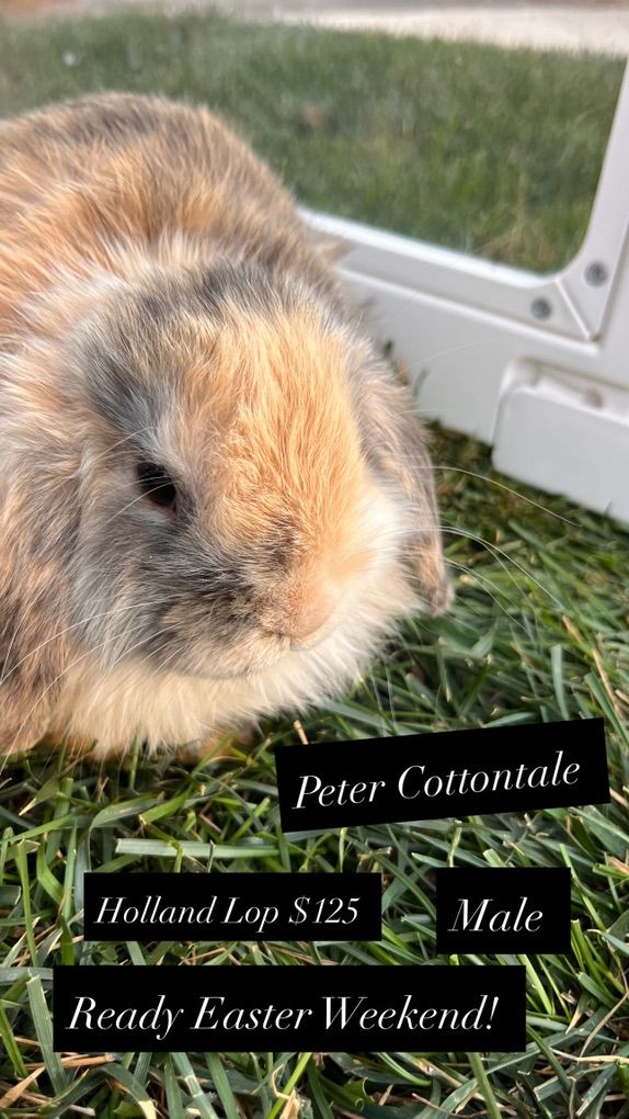 Easter Ready! Hollandlop Baby Bunnies