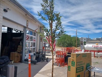 80 in fake olive tree