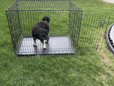 Portable Dog Pen