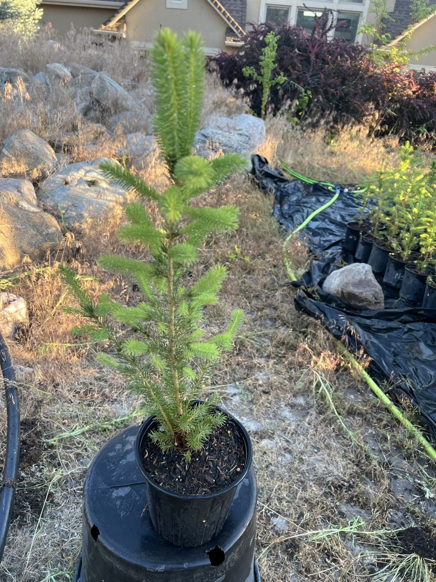 White spruce trees in 1 gal pots