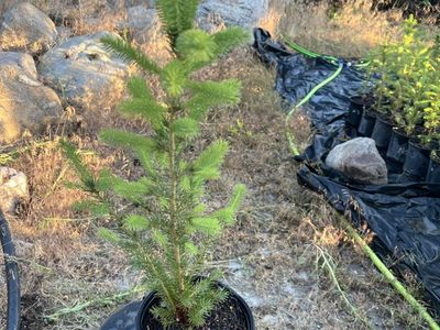 White spruce trees in 1 gal pots