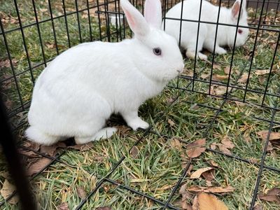 2 Cute Bunnies Looking For a Loving Home