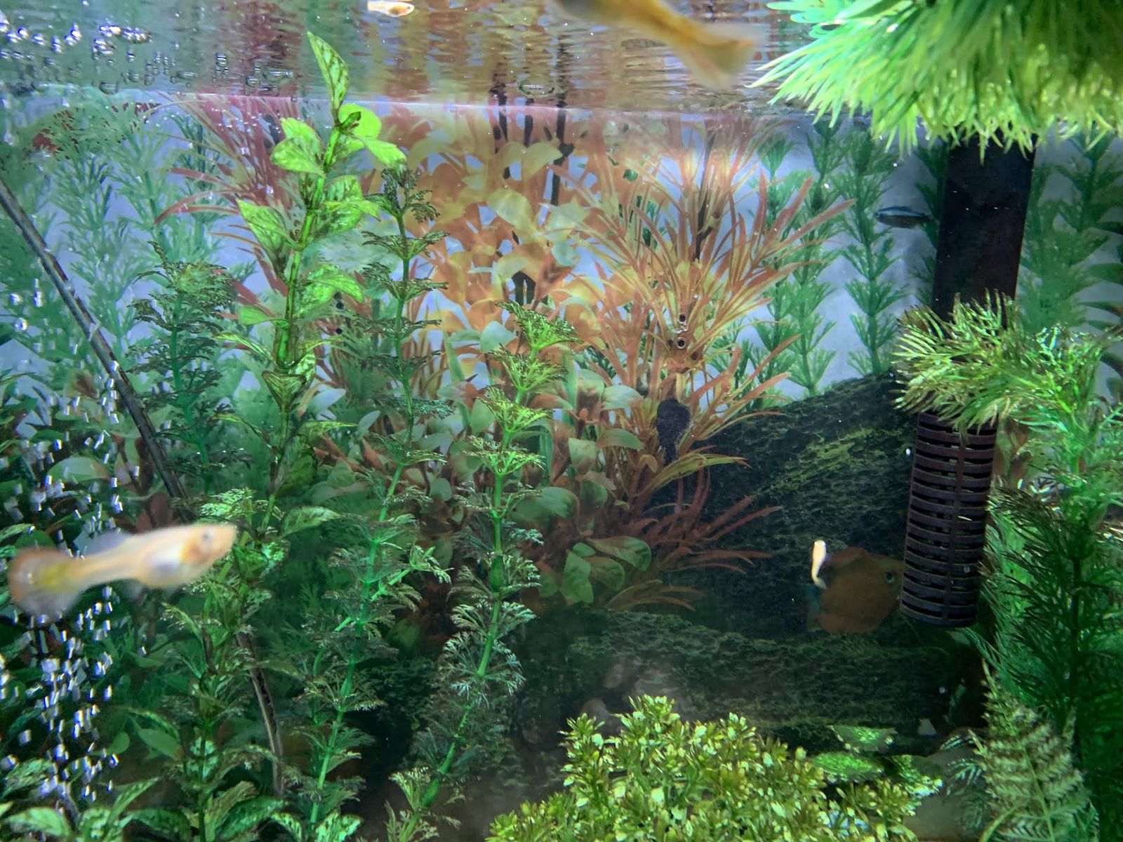 FREE Healthy Guppies young ones, male and female