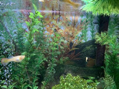 FREE Healthy Guppies young ones, male and female