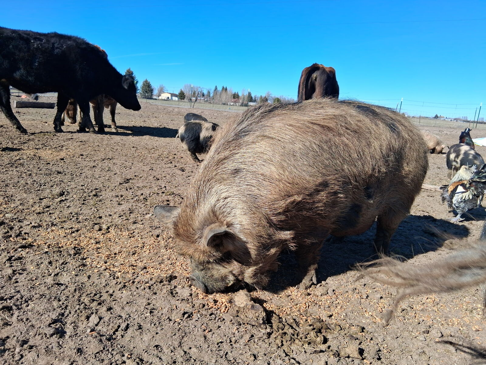 Proven Kune Kune Boar