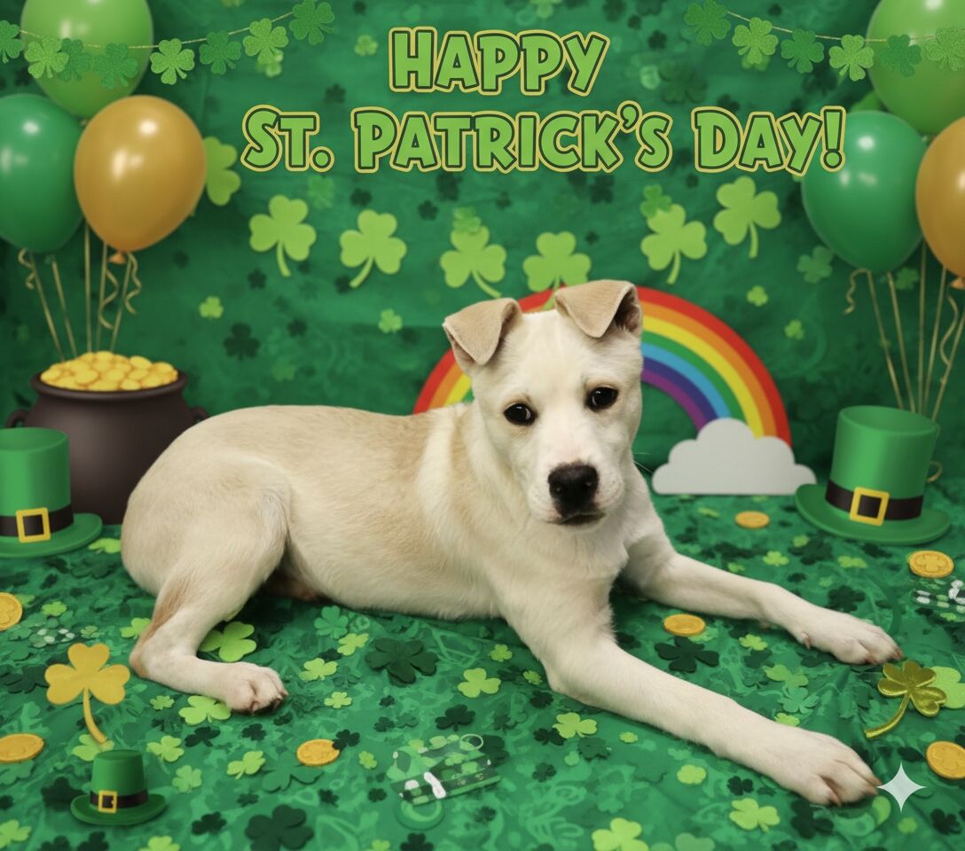 Raphael Labrador, cattle dog, aussie mixpuppy