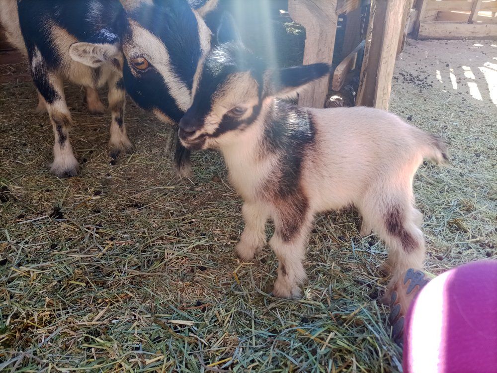 Pygmy female and baby.