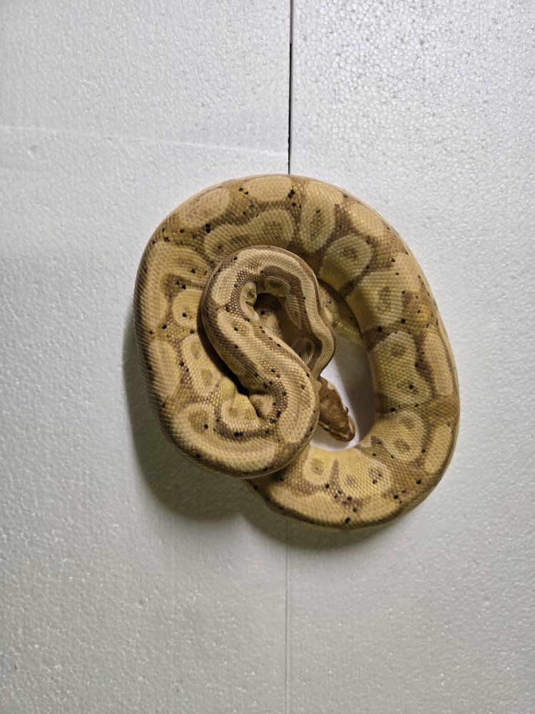 Banana Het pied female maker (trades?)