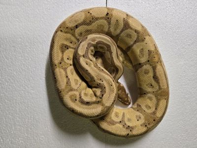 Banana Het pied female maker (trades?)
