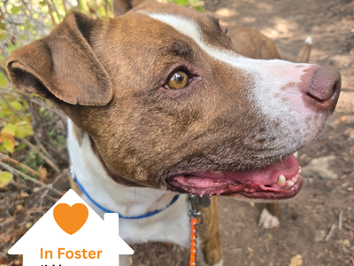 Hello my name is Dino