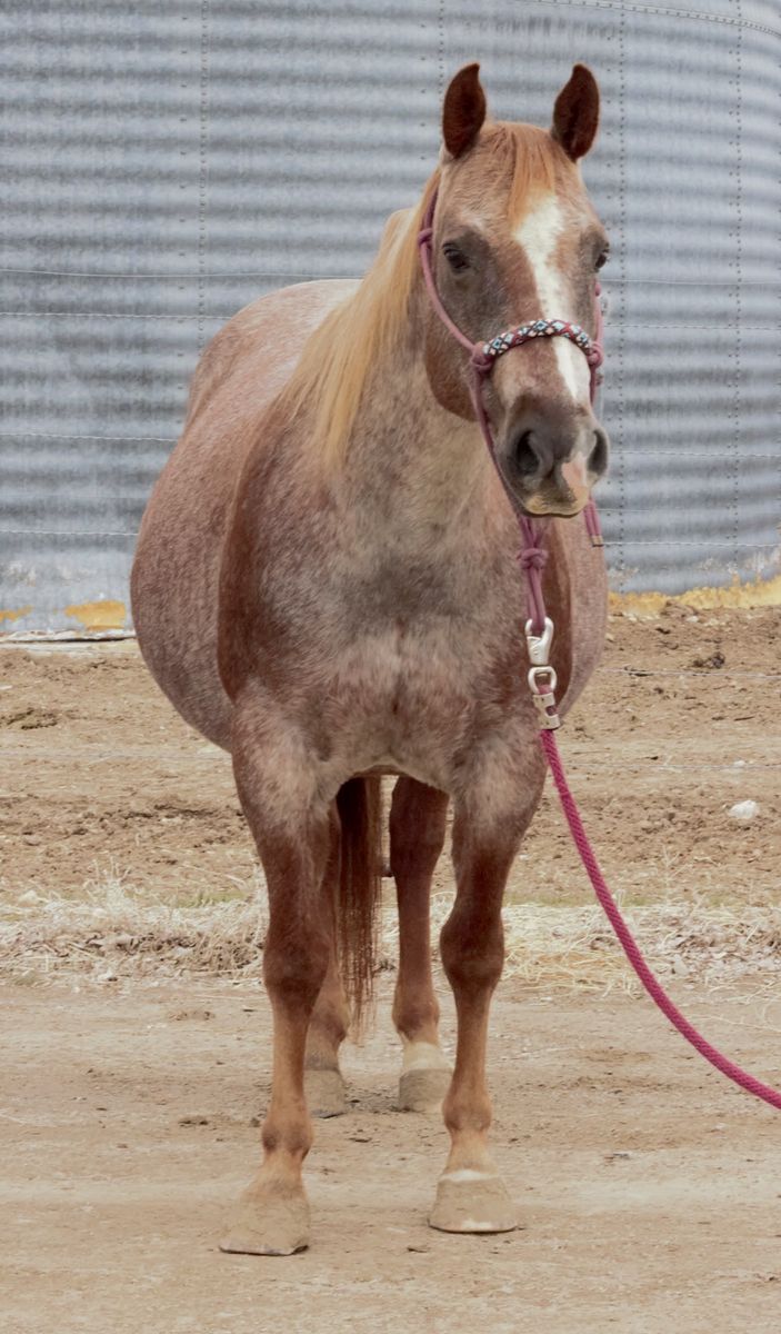 Well Bred Aqha Mare In Foal