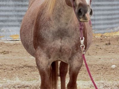Well Bred Aqha Mare In Foal