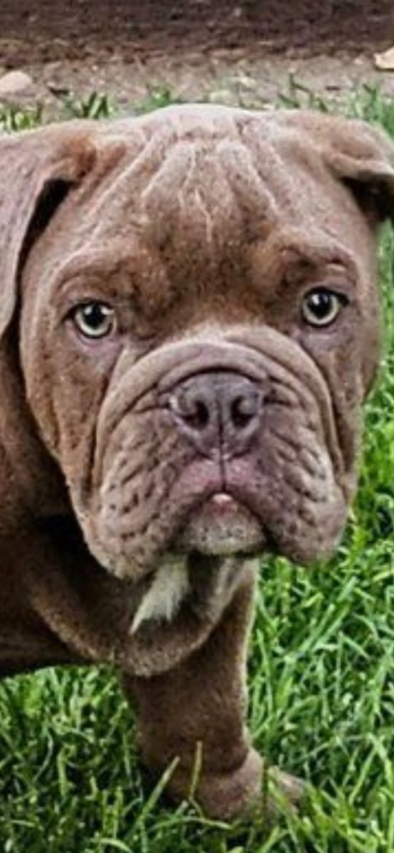 AKC English Bulldog Puppies – Ready for Their Forever Homes!  CRATE&POTTY TRAINED