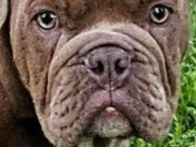 AKC English Bulldog Puppies – Ready for Their Forever Homes! CRATE&POTTY TRAINED