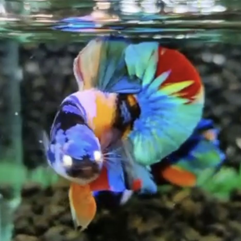 Rainbow Multi HMPK Betta