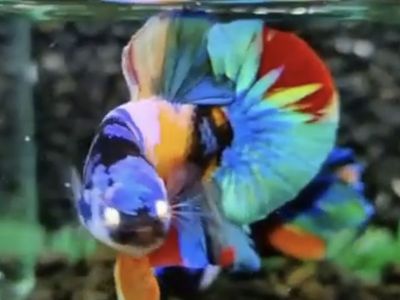 Rainbow Multi HMPK Betta