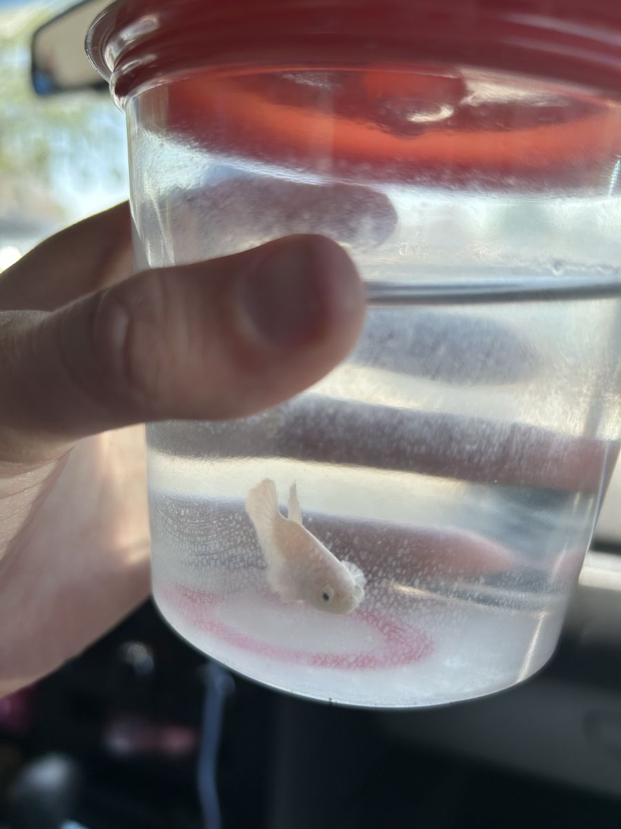 ISO tanks 3 gallon preferably