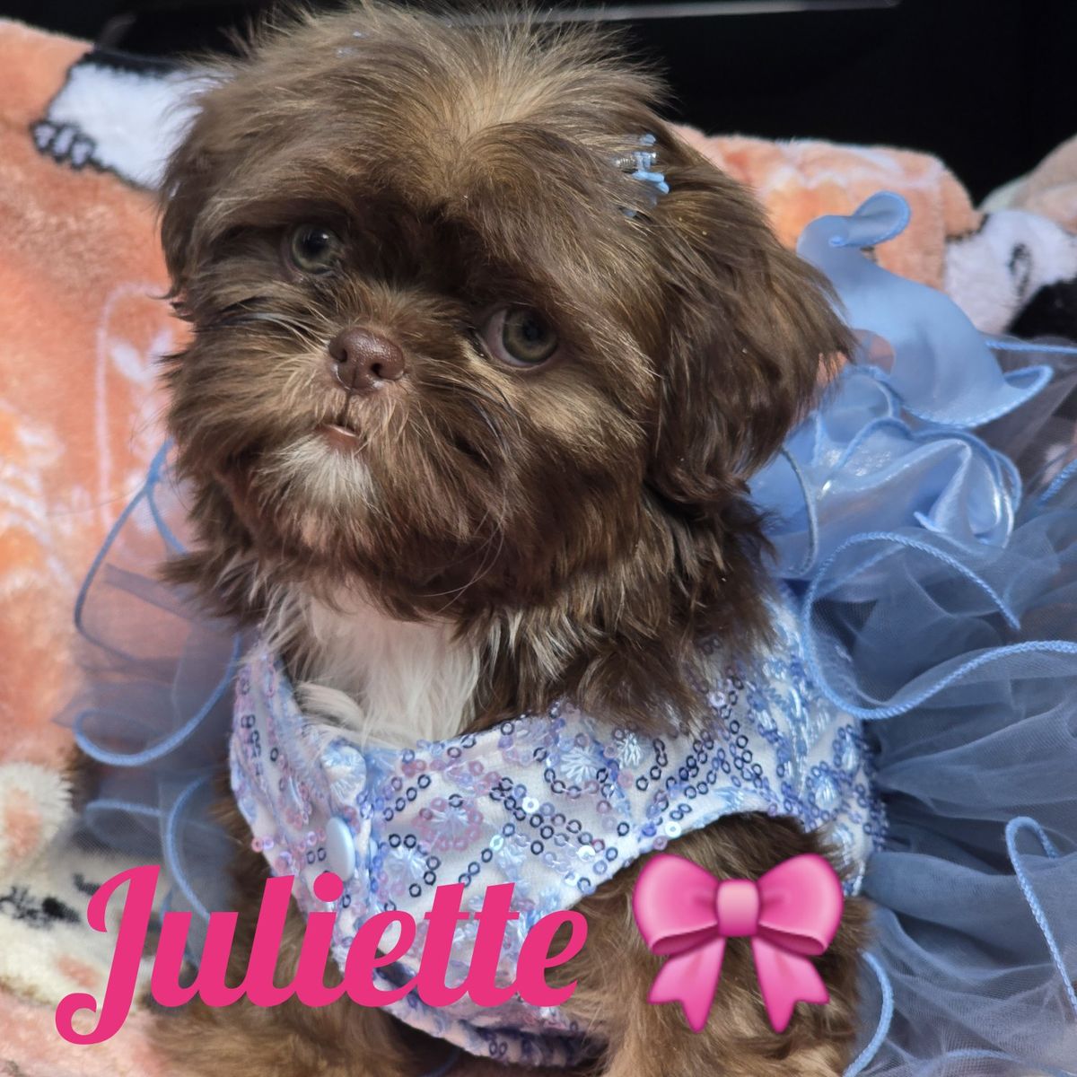 AKC Imperial Shih tzu