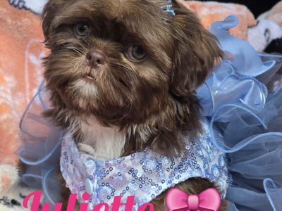 AKC Imperial Shih tzu
